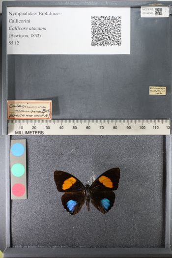 Media type: image;   Entomology 148385